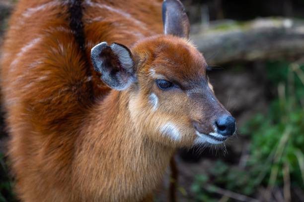 istock Closeup of the West African sitatunga 1470701780