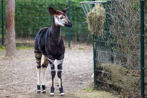 istock Okapi standing in the dry terrain next to a metal cage 1470701796