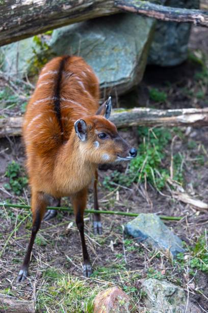 istock West African sitatunga standing near some rocks and trees 1470701802