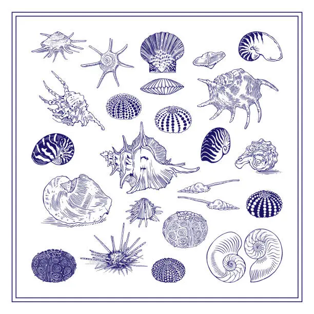 Vector illustration of Seashells set. Vintage style hand-drawn graphic design collection. Vector illustration.