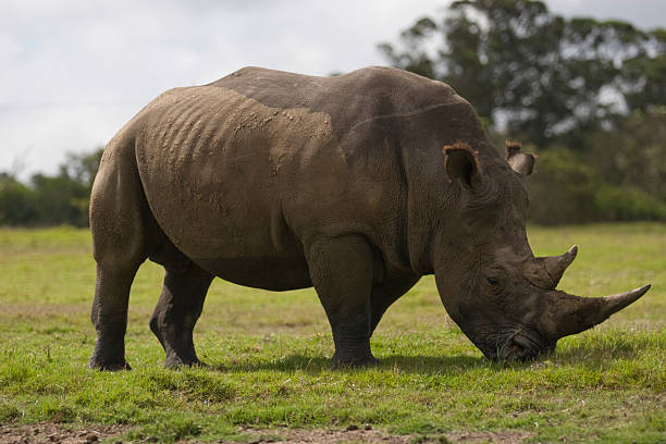 Wild rhino grazing in a South African nature reserve stock photo