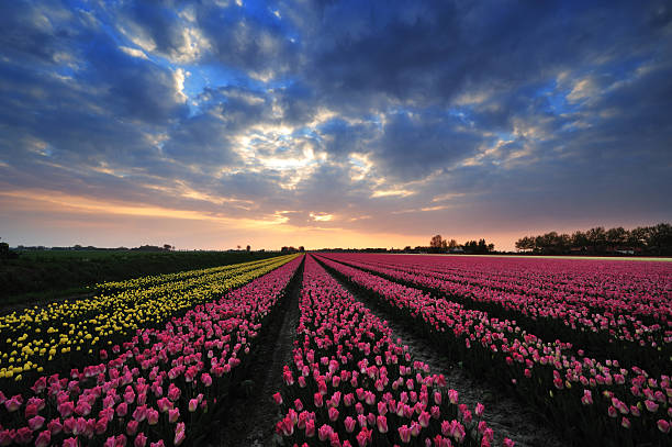 istock field of tulips with sunset 147070246