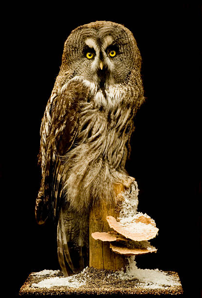 Great Grey Owl stock photo