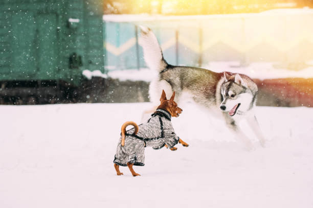 concept of leader dog. two young funny dogs red brown miniature pinscher pincher min pin playing and husky dog on winter walk. brave husky. dogs play hit and run - hit and run imagens e fotografias de stock