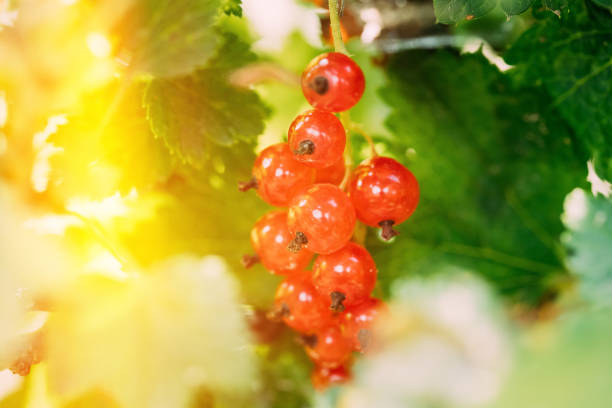 Red Currant Branch In Soft Sunlight Flare. Growing Organic Berries. Ripe Currant In Fruit Garden.