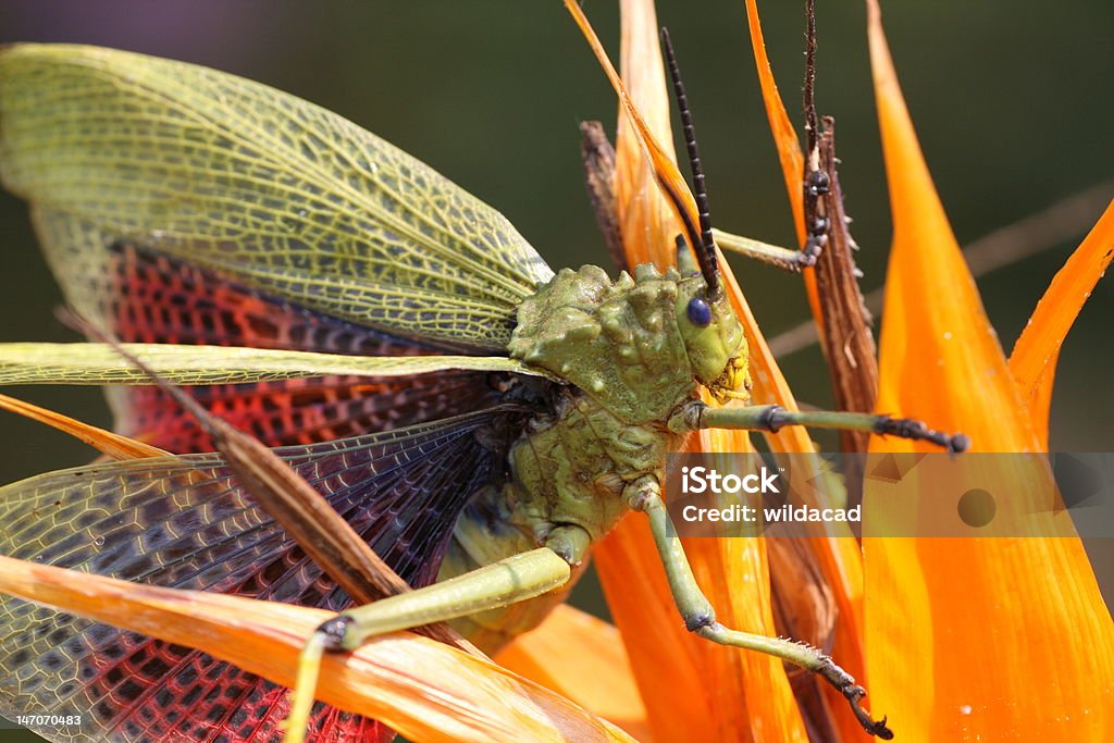 Locust e Strelitzia - Foto de stock de Asa animal royalty-free