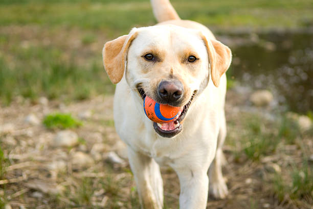 istock Smiling Dog With Ball 147070504