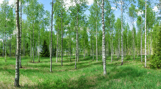 Early spring birch forest in Rusko, Finland. Sunny day in the forest.