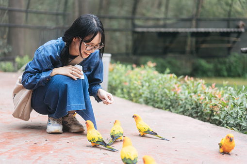 Traveler at farmland zoo on day. Young adult asian woman feeding sun conure parrot birds. Holidays activity with animals friendships for relax. People wear blue jeans.
