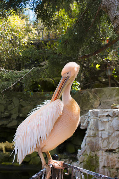 istock pink pelican Pelecanus onocrotalus in zoo 1470707072