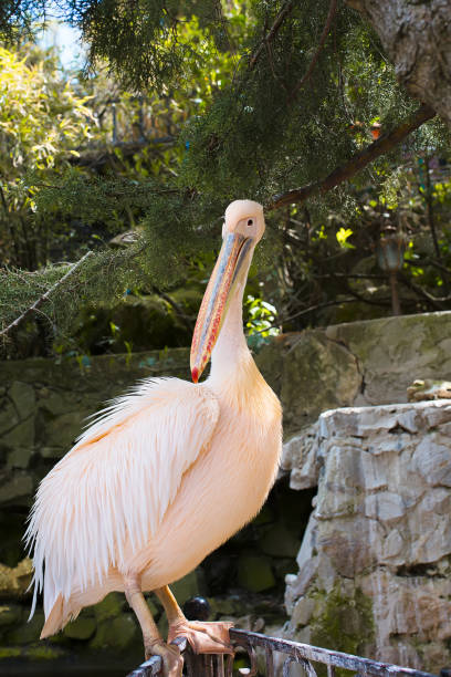 istock pink pelican Pelecanus onocrotalus in zoo 1470707332