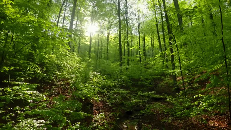 Flying through a forest