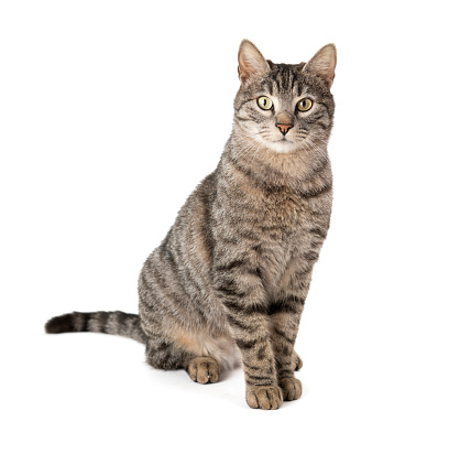 Cute tabby kitty sitting and looking at camera,  isolated on white.