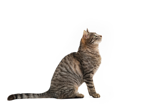 Cute tabby kitty isolated on white.