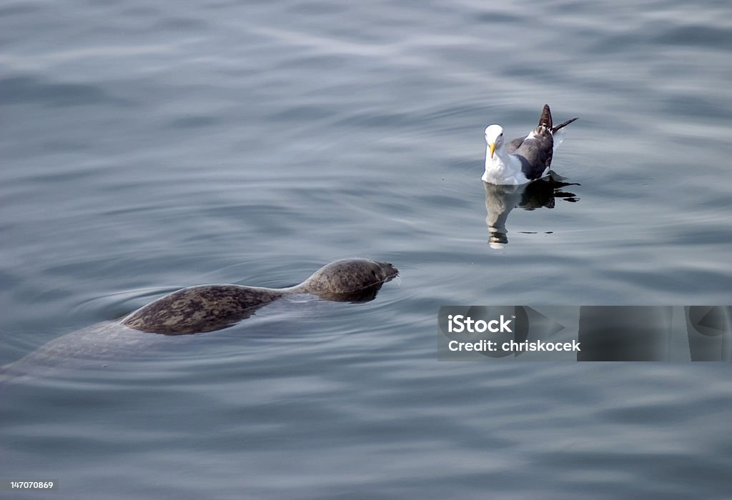 Mare intrufolarsi su gabbiano - Foto stock royalty-free di Attesa