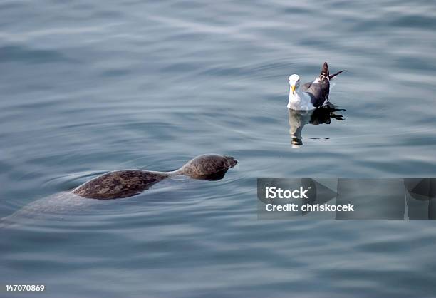 Mare Intrufolarsi Su Gabbiano - Fotografie stock e altre immagini di Attesa - Attesa, Avvicinarsi, Composizione orizzontale