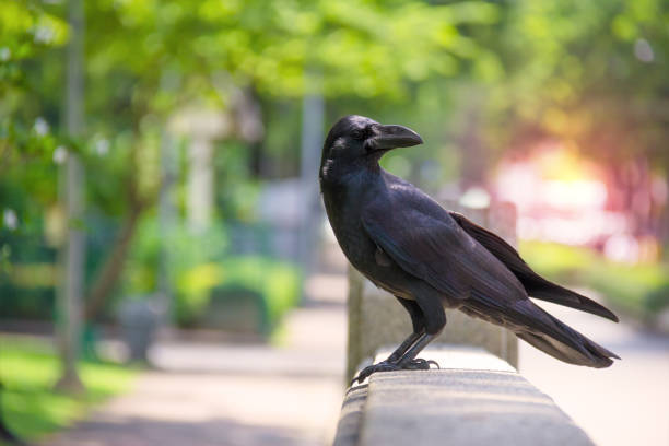 istock crow or raven on bokeh nature background, black bird 1470708836
