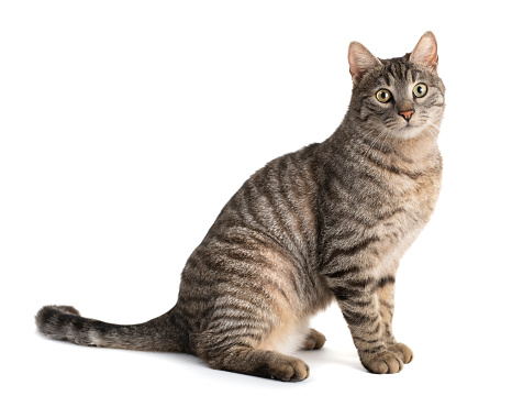 Young silver tipped Korat cat, laying down side ways. Looking towards camera with bright green eyes and attitude. Isolated on a white background.