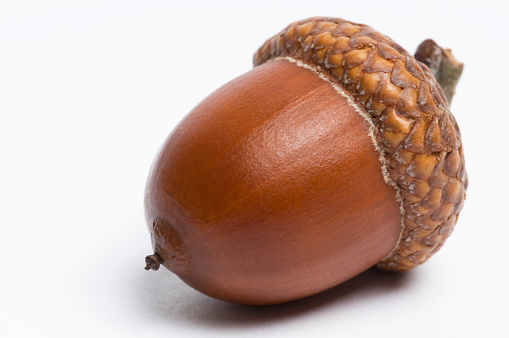 A macro image of an oak acorn lying on a brown oak leaf. texture and details of the acorn seed.