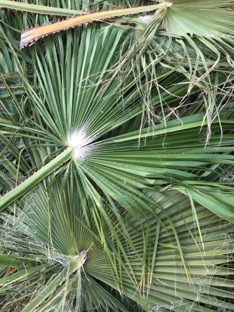 istock palm leaves close-up, pile of leaves 1470710270