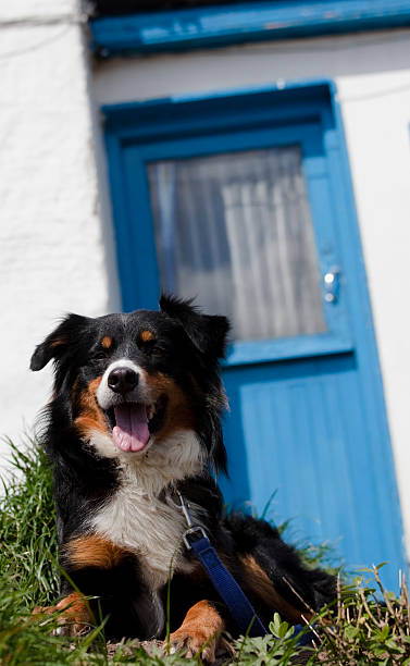 ボーダーコリーの前のコテージ、アイルランド - republic of ireland irish culture cottage door ストックフォトと画像