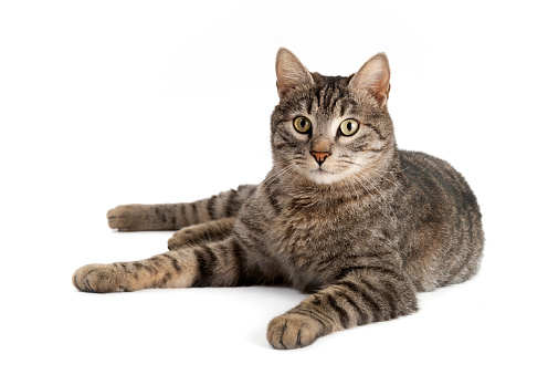 Beautiful tabby cat on white background