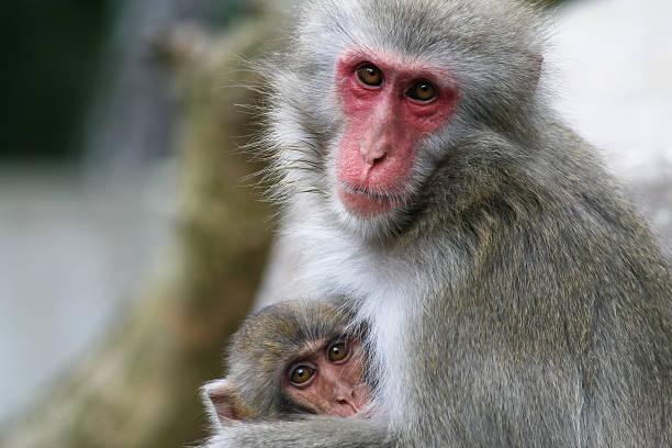 Monkey And Baby stock photo