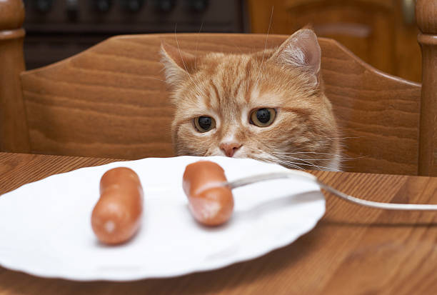istock The red cat looks at sausage 147071218
