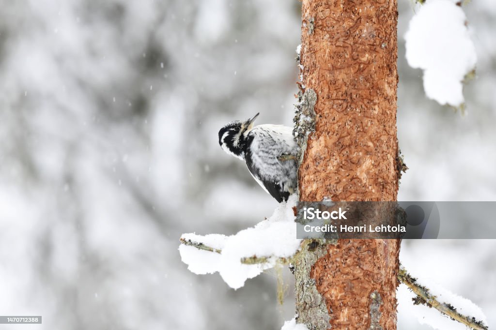 Eurasian three-toed woodpecker (Picoides tridactylus) female in the forest in snowfall in winter. Plant Bark Stock Photo