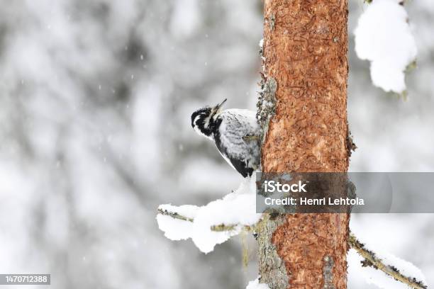Eurasian Threetoed Woodpecker Female In The Forest In Snowfall In Winter Stock Photo - Download Image Now