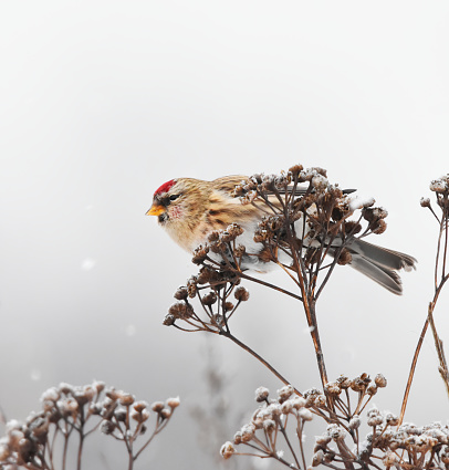 Common redpoll (Acanthis flammea) feeding on tansy seeds in snowfall in winter.