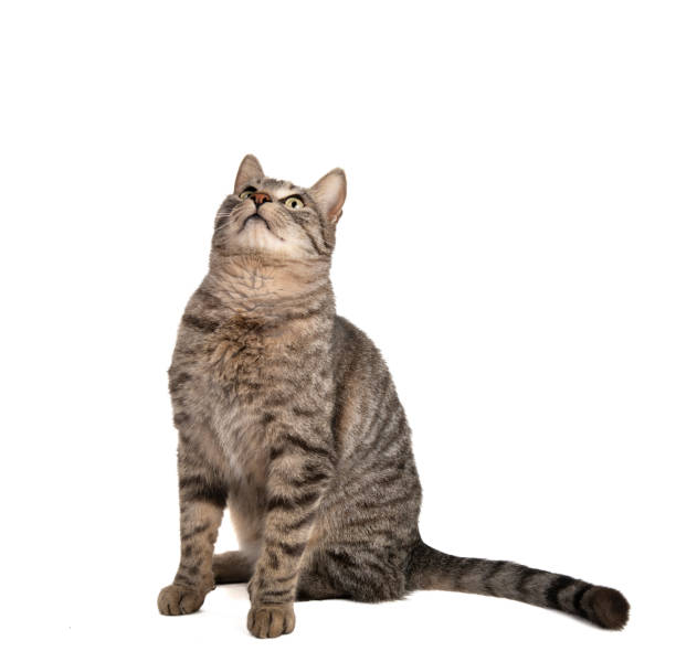 istock Beautiful tabby cat on white background 1470712741