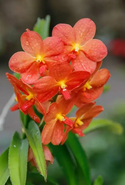 An orange potted plant with multiple blooms sprouting from the foliage, illuminated by natural light