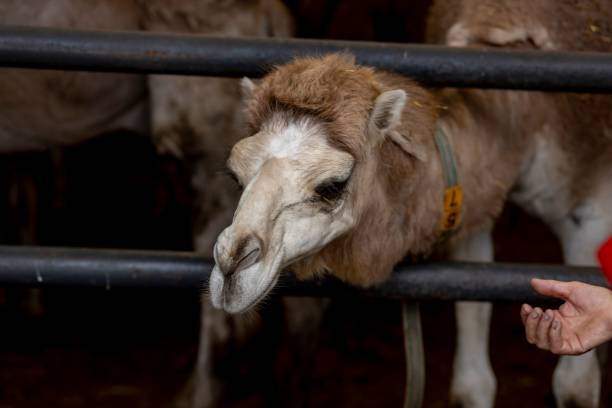 istock Food and dairy industry concept 1470712985
