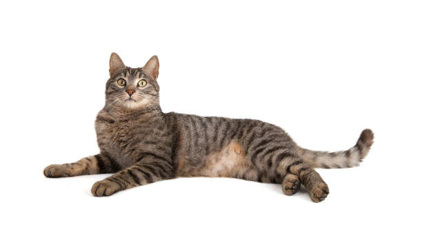 istock Beautiful tabby cat on white background 1470714102