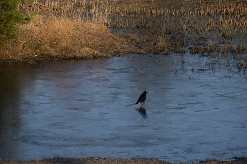 Crow walking on thin ice, searching for food