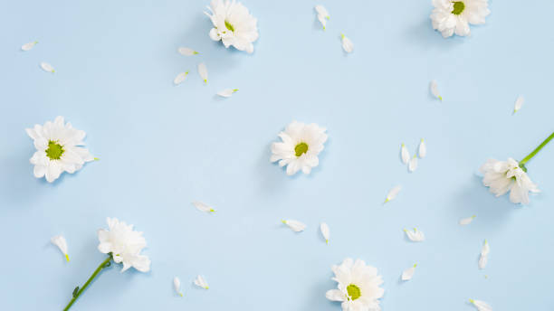 istock White flowers and chrysanthemum petals on a light blue background 1470714472