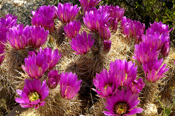 englemann de cactus hérisson blossoms - arizona prickly pear cactus hedgehog cactus cactus photos et images de collection