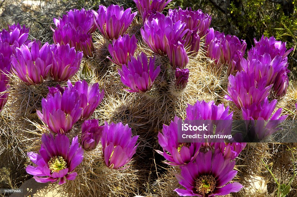 Engelmann flores de Cacto Hedgehog - Foto de stock de Arizona royalty-free