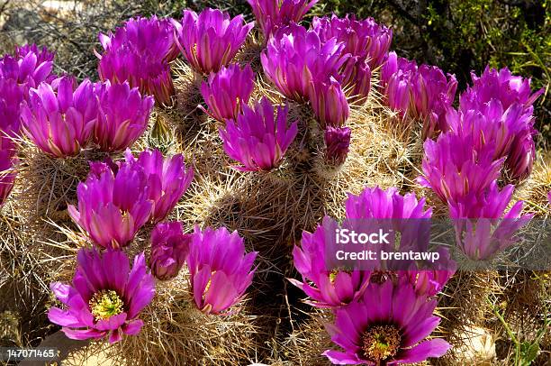 Foto de Engelmann Flores De Cacto Hedgehog e mais fotos de stock de Arizona - Arizona, Cacto, Cacto Hedgehog