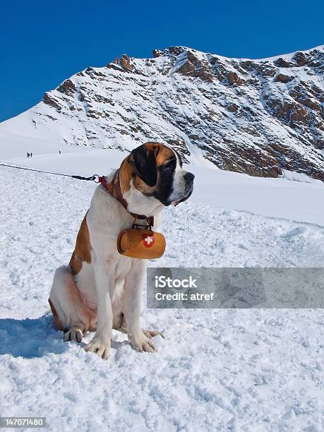 São Bernardo Cachorro - Fotografias de stock e mais imagens de São Bernardo - São Bernardo, Neve, Cão