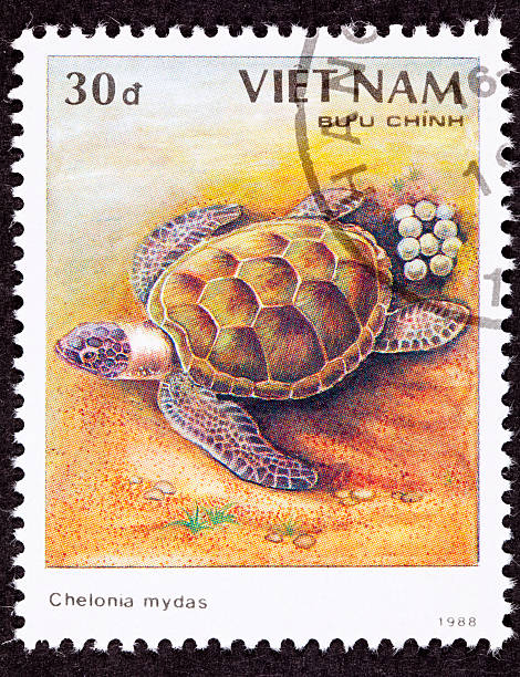 istock Canceled Vietnamese Postage Stamp Egg Laying Green Turtle Chelonia Mydas 147071508