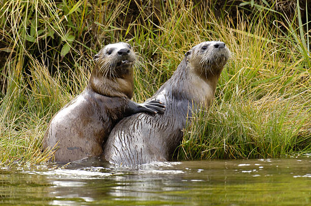 This image shows a River Otter pup with its paw on its mothers shoulder.  The image was taken on the Madison River.