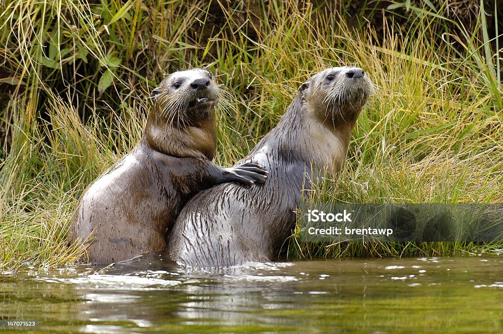 Pup and Mother River Otter This image shows a River Otter pup with its paw on its mothers shoulder.  The image was taken on the Madison River. Otter Stock Photo