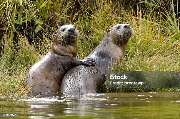 Pup And Mother River Otter Stock Photo - Download Image Now - Otter, Yellowstone National Park, River Otter