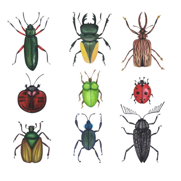 5 つのカラフルな水彩カブトムシ - イラストレーションのベクター