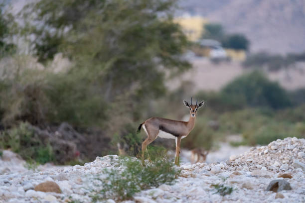 istock Arabian Gazelle 1470716592