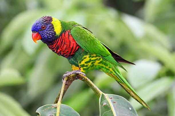 Rainbow Lorikeet Brightly coloured Rainbow Lorikeet in the jungle rainbow lorikeet photos stock pictures, royalty-free photos & images
