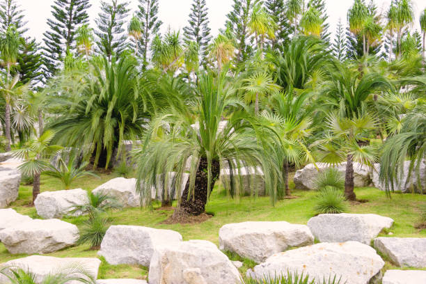 istock palm trees in tropical garden,thailand 1470718445