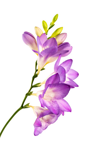 A single Siberian Iris with blades of leaves on a soft white background